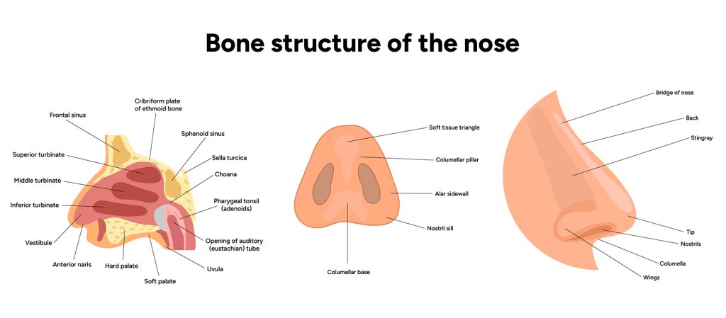 w300 Structure of the nose