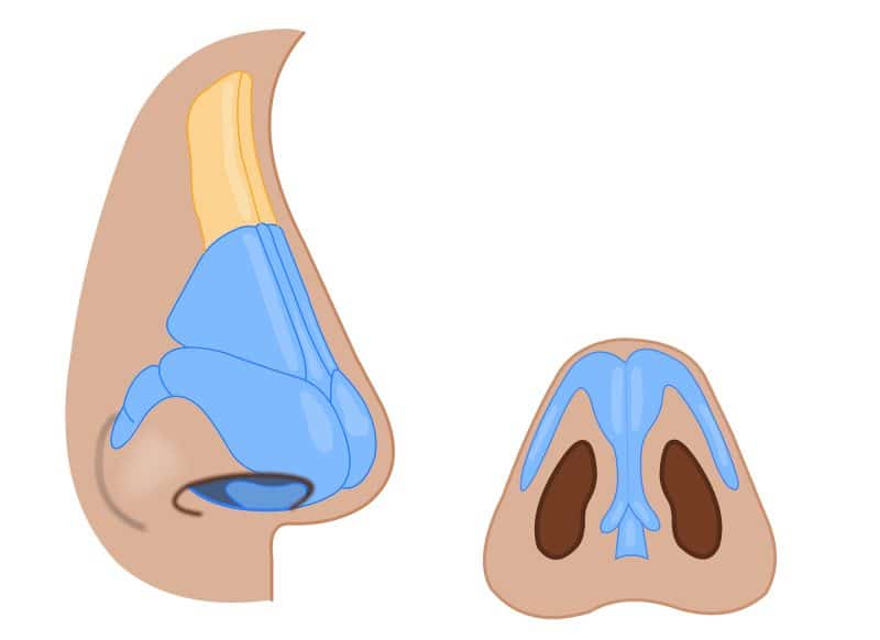 atnatomy of the nose